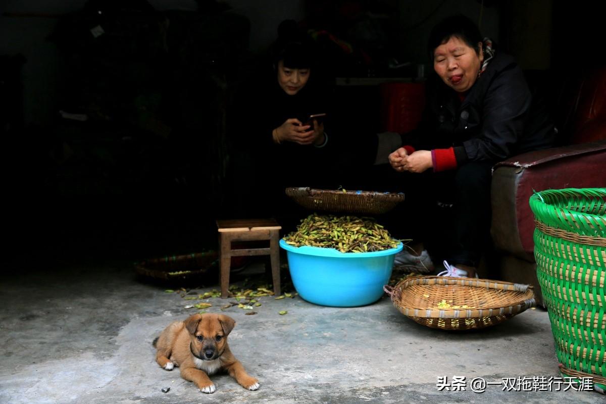 木洞老街规划重塑历史风貌，焕发新生机